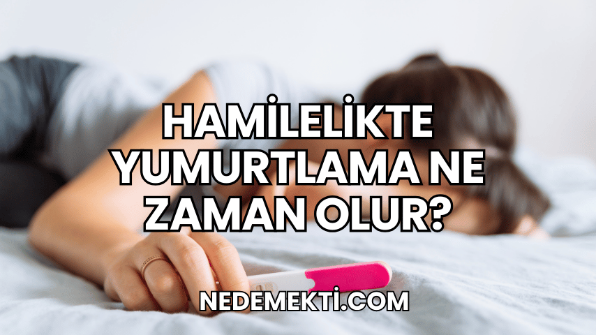 Hamilelikte Yumurtlama Ne Zaman Olur?