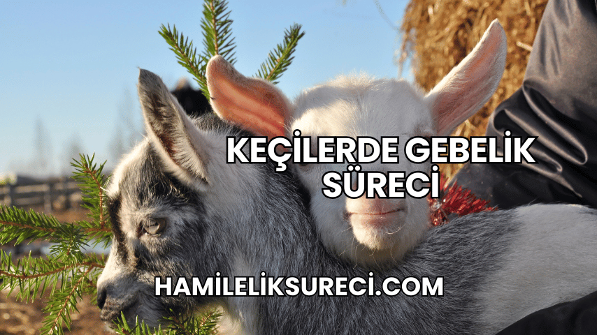 Keçilerde Gebelik Süreci