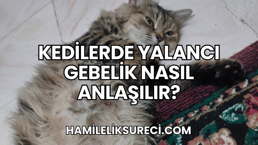 Kedilerde Yalancı Gebelik Nasıl Anlaşılır?