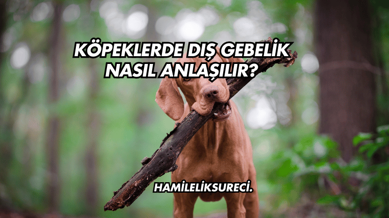 Köpeklerde Dış Gebelik Nasıl Anlaşılır?