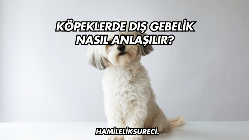 Köpeklerde Dış Gebelik Nasıl Anlaşılır?