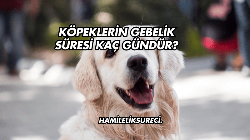 Köpeklerin Gebelik Süresi Kaç Gündür?