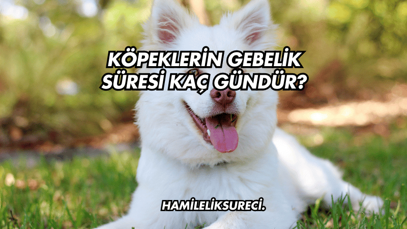 Köpeklerin Gebelik Süresi Kaç Gündür?