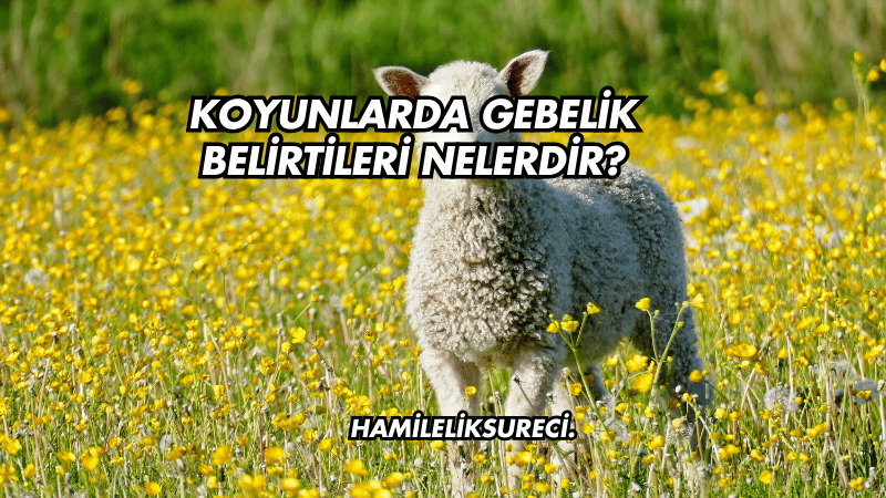 Koyunlarda Gebelik Belirtileri Nelerdir?