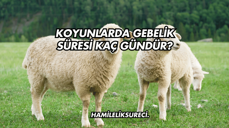 Koyunlarda Gebelik Süresi Kaç Gündür?